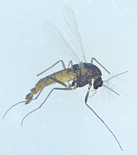 Réf. 327 412 : Orthocladiinae inconnu